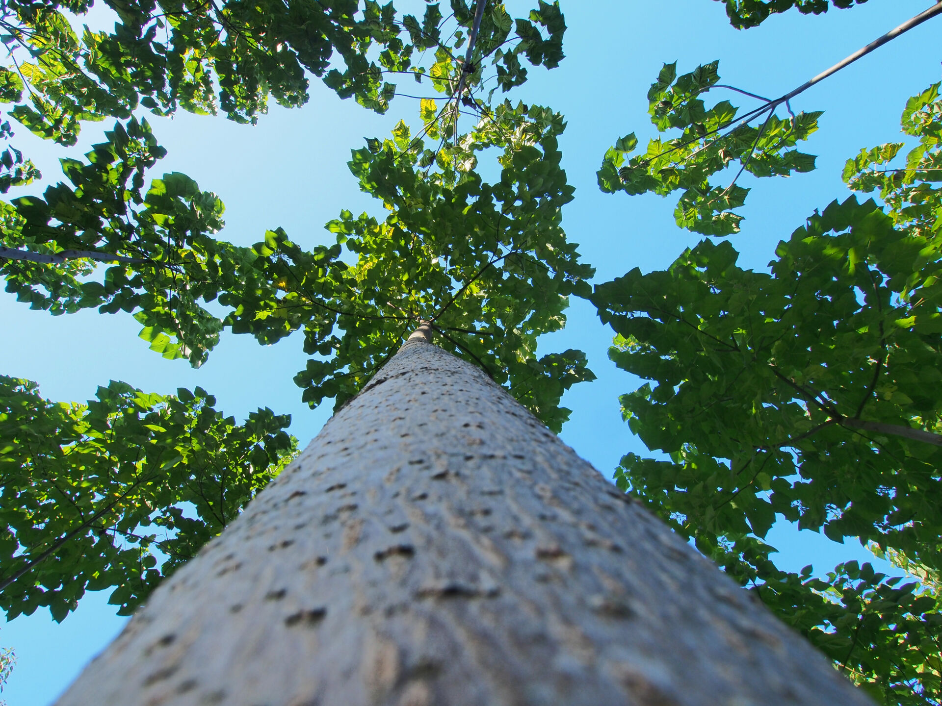Baum von unten den Stamm entlang fotografiert