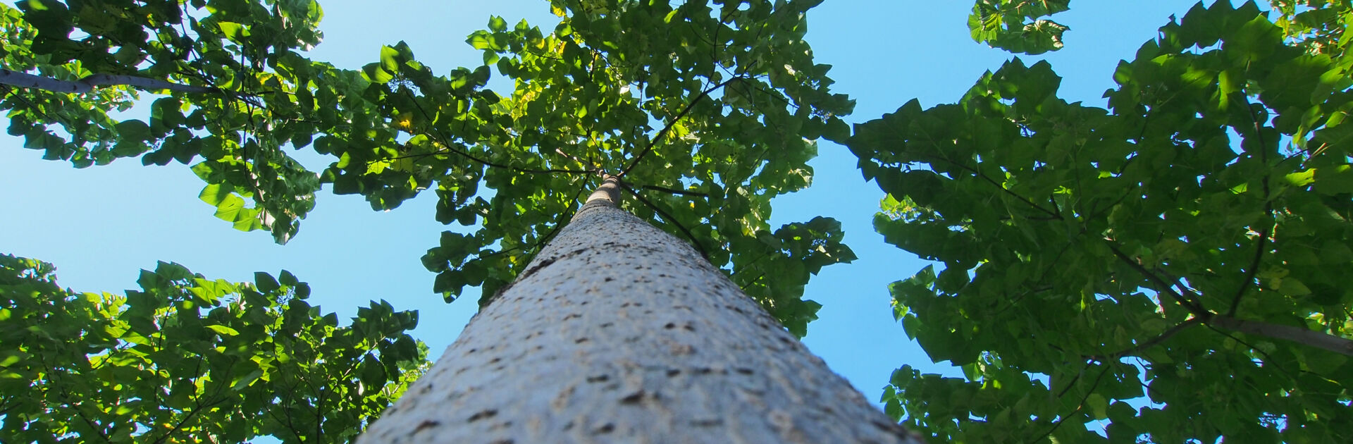 Baum von unten den Stamm entlang fotografiert